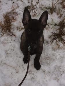 Berk i snön