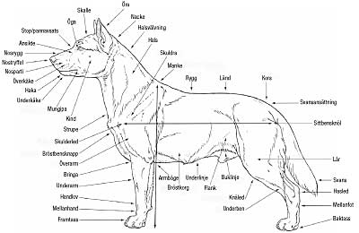 Hundens anatomi SKK