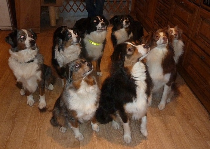 waiting for food - Kopia waiting for food - Kopia