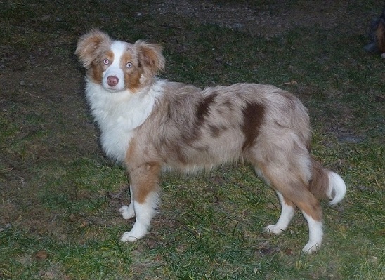 lystra1
