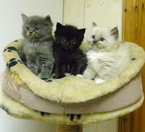Kajsan och Bertils kattungar 6 veckor gamla Kajsan och Bertils kattungar 6 veckor gamla
