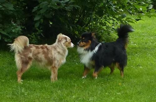 Safir och Keaton unnamed Safir och Keaton unnamed