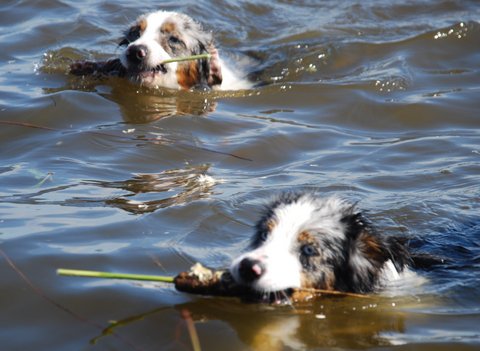 Valpträff simmande hundar