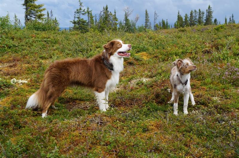 Kopia Kheimos och Dimond i fjällen Kopia Kheimos och Dimond i fjällen