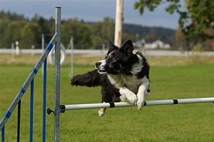 km-agility2015_8264a