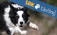 sbktavling