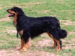 Elliegardens Black Gaston