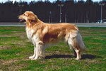 Elliegardens Blond Fhalco