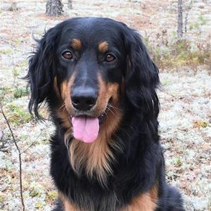 dalila