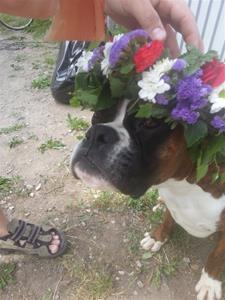 Pongo midsommar 2014