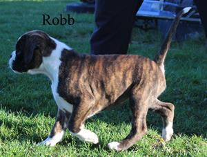 Robb