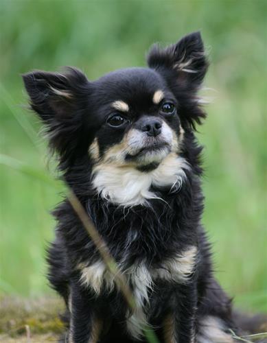 Bonnie 4 år Bonnie 4 år