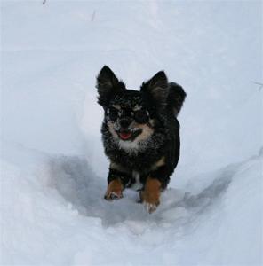 Bonnie far fram genom snön!