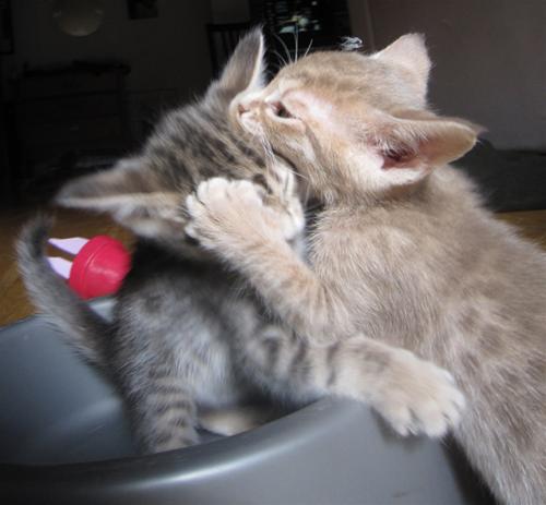 fight