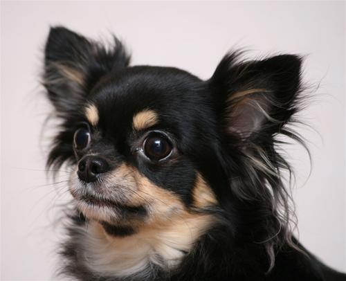 Bonnie huvud 2,8 år