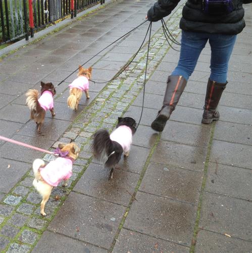 Chis går Chis går