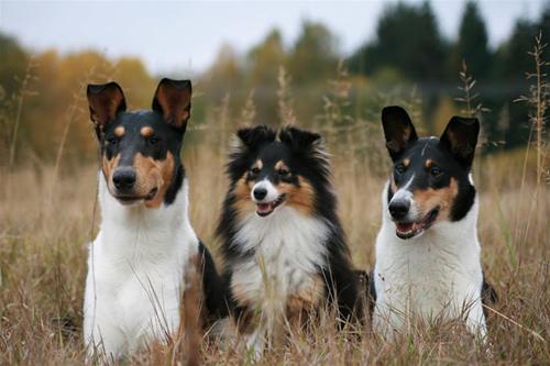 Sammy, Tova, Nikita Sammy, Tova, Nikita