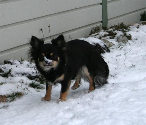 snö på nosen Bonnie