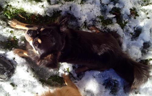 Bonnie ligg i snö