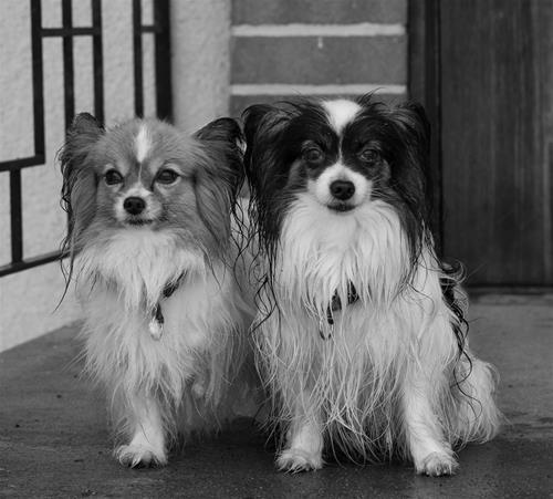 _DSC7684 _DSC7684