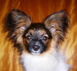 Arwen