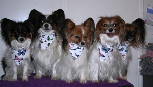 ScarvesBäst ScarvesBäst