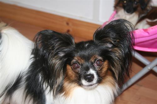 IMG_0417 IMG_0417
