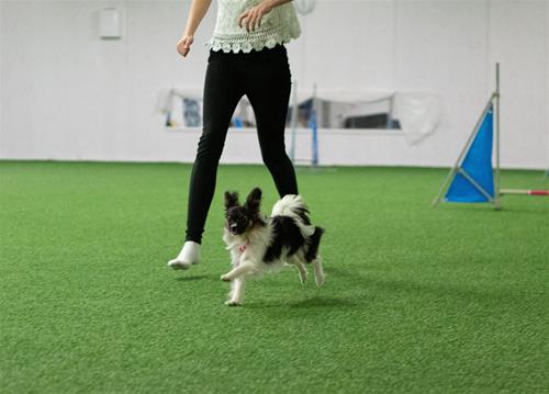 MollyAgility MollyAgility