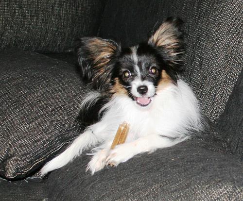Dentastix Dentastix
