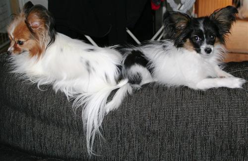 Lillasommamma Lillasommamma