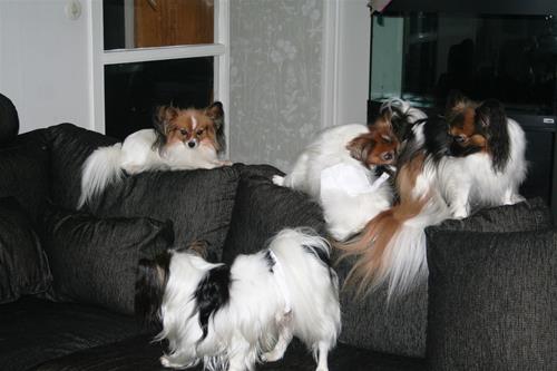 Soffan1 Soffan1