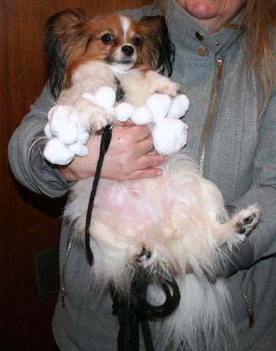 Snö Snö