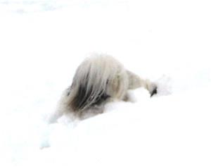 Snöhög