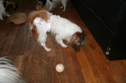 IMG_1231 IMG_1231