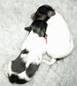 Arwen och Galadriel 5 dygn gamla