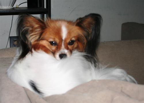 Fluffmoln Fluffmoln