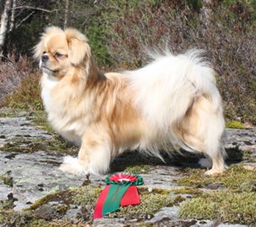 utstilling sunndalsora Champion sofie 381 - Kopi