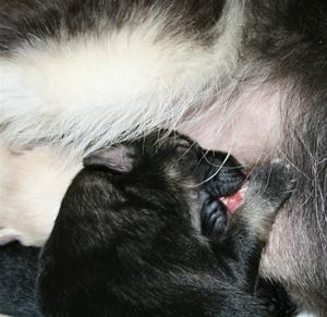 Pupp er gpdt Pupp er gpdt