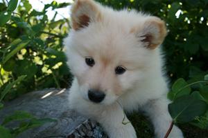 Jethro