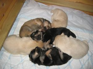 6 sovende valper 6 sovende valper