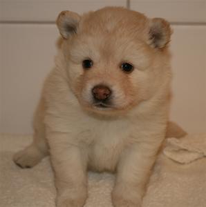 Ella