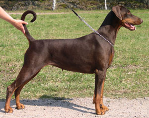 inezsta
