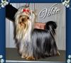 vikie