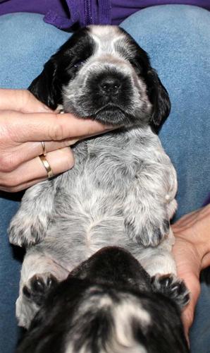 Mille 3 uker - en liten vask av mamma Nellie Mille 3 uker - en liten vask av mamma Nellie