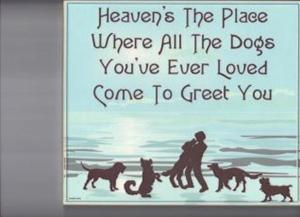 heavens place for dogs heavens place for dogs