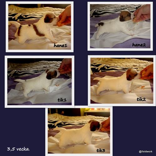 23dec (valparna snart 4 veckor)2 23dec (valparna snart 4 veckor)2