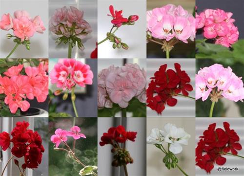 20210714 blommor ute o inne