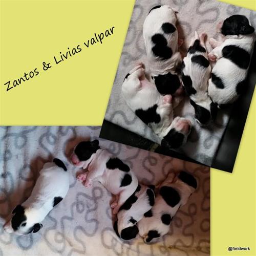 Zantos valpar f 2017 Zantos valpar f 2017