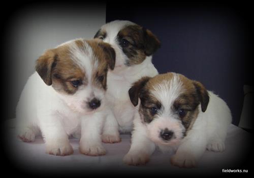 27juni_skk köpahund 27juni_skk köpahund