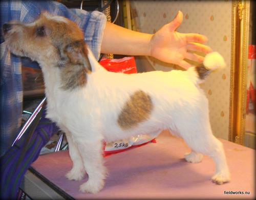 Chester Chester